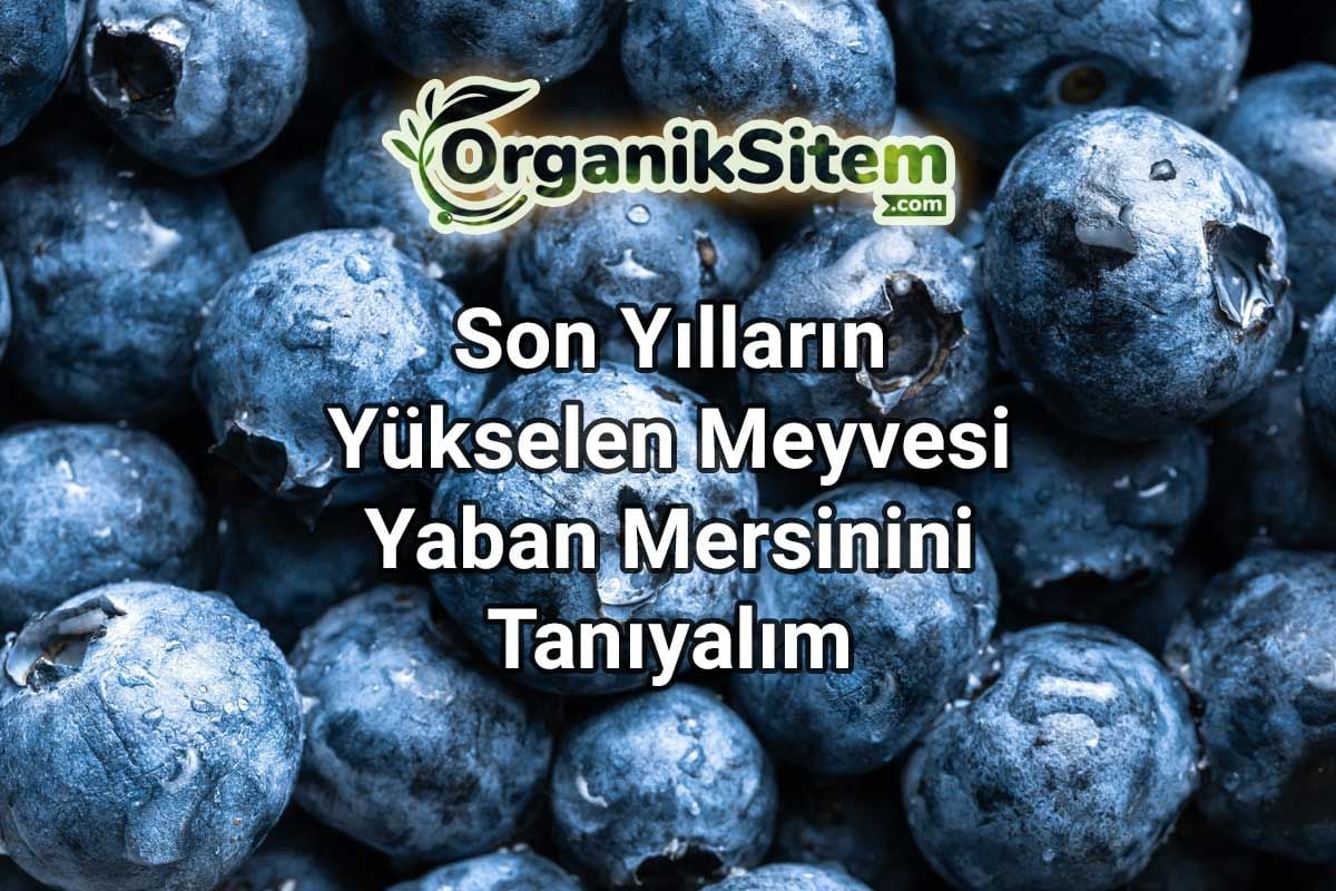Son Yılların Yükselen Meyvesi Yaban Mersinini Tanıyalım