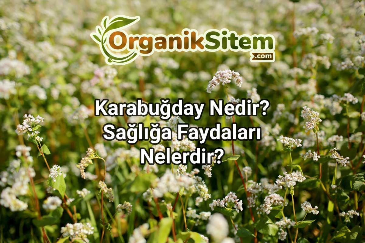 ﻿Karabuğday Nedir? Sağlığa Faydaları Nelerdir?