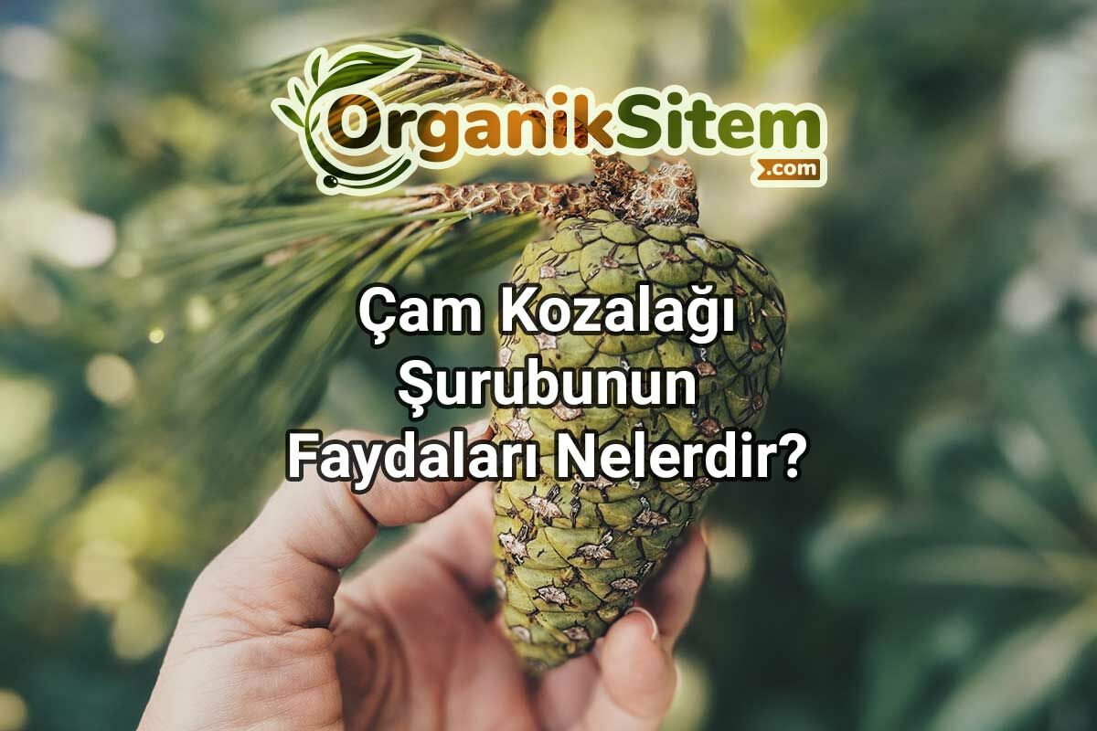 Çam Kozalağı Şurubunun Faydaları Nelerdir?