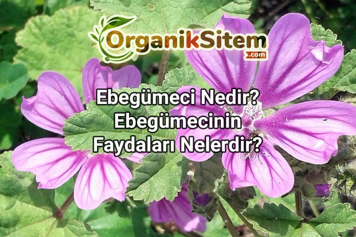 Ebegümeci Nedir? Ebegümecinin Faydaları Nelerdir?