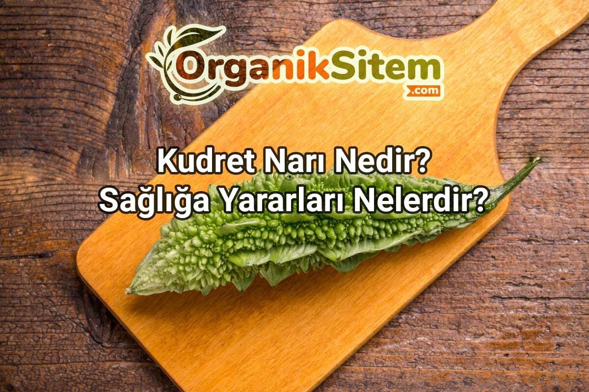 Kudret Narı Nedir? Sağlığa Yararları Nelerdir?