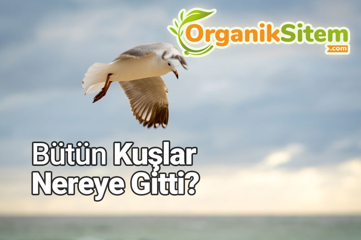 Bütün Kuşlar Nereye Gitti?