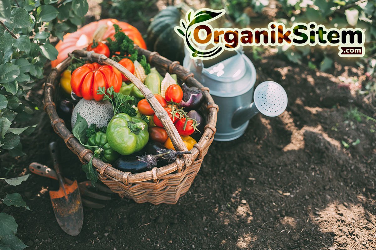 Organik Gıda Ürünlerinin Adresi: Organik Sitem