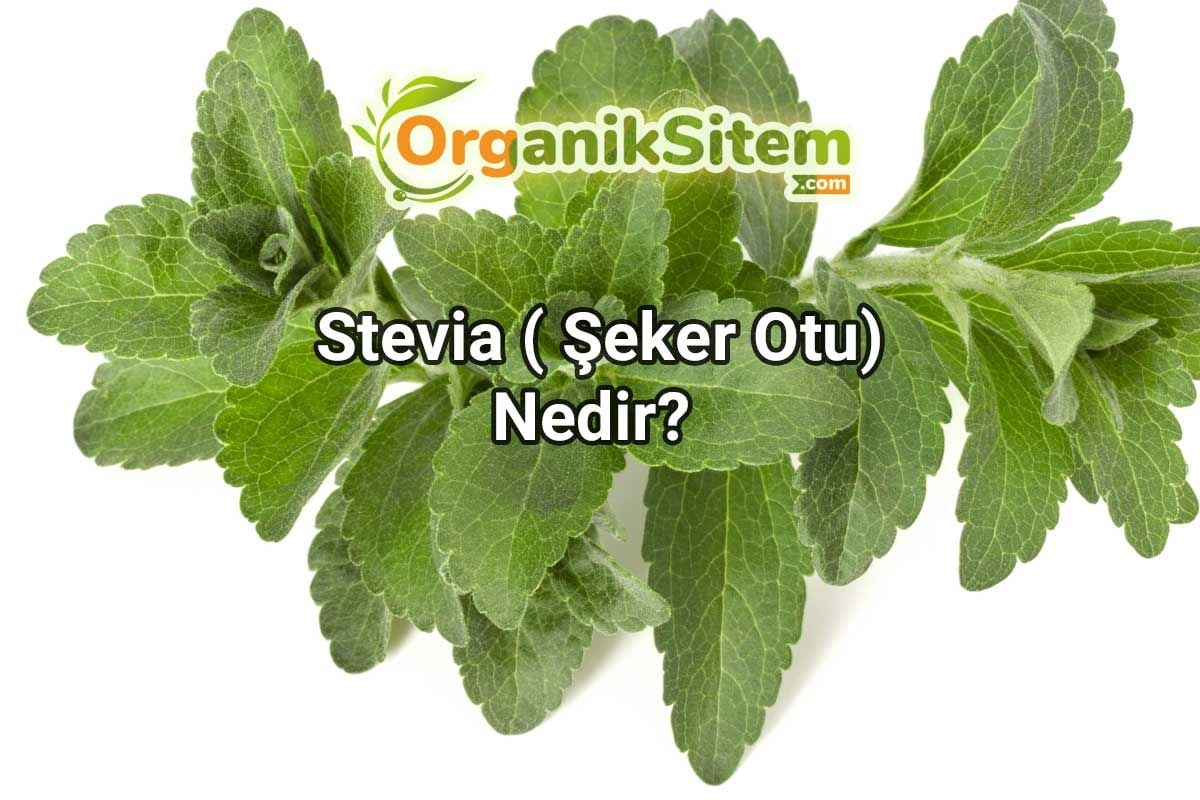 Stevia ( Şeker Otu) Nedir? Sağlığa Faydaları ve Zararları Nelerdir?