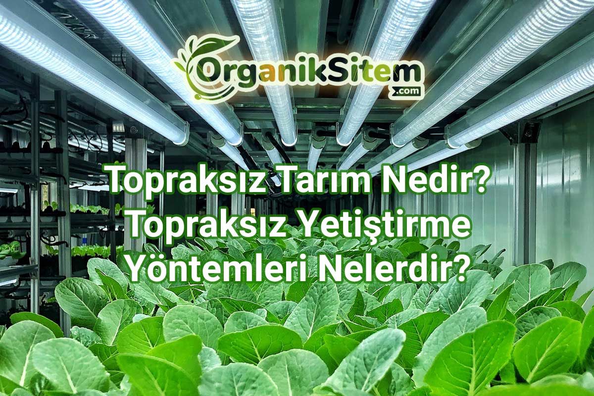 Topraksız Tarım Nedir? Topraksız Yetiştirme Yöntemleri Nelerdir?