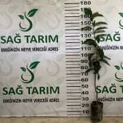 Hachia Trabzon Hurması Fidanı  Sertifikalı Tüplü Aşılı 3 Yaş (+120cm) 500 Adet