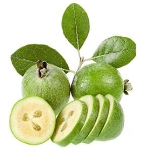 Feijoa Fidanı Yetiştiriciliği