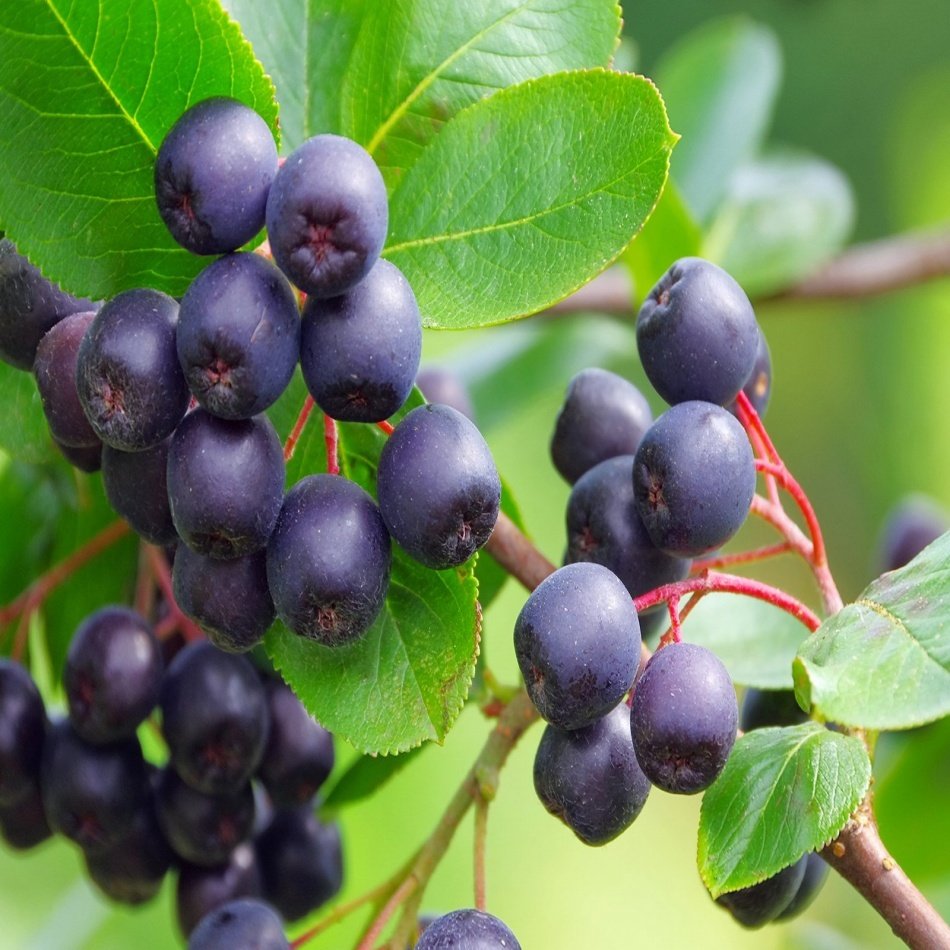 Tüplü Nadir Bulunan Siyah Aronya Berry Fidanı(15-20 cm)