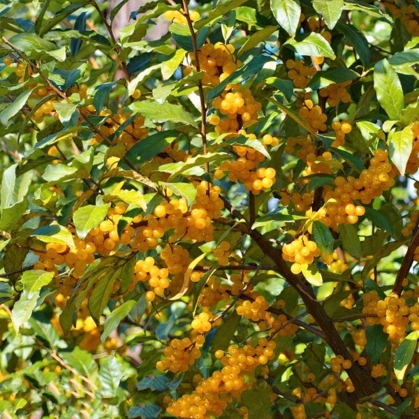 Tüplü Sarı Güz Zeytini-Yemişi (Japon İğde) Fidanı