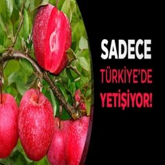 Tüplü Türkiye İçi Dışı Kırmızı Elma Fidanı