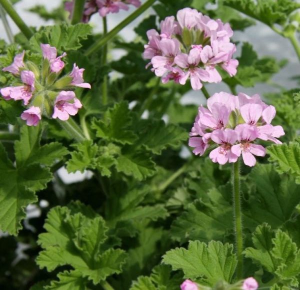 Özel Grandeur Odorata Gül  Kokulu Sardunya Canan Çiçeği Fidesi (2 adet)