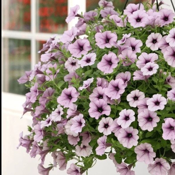 Nadir Sarkıcı Fortado Purple Vein Petunya Çiçeği Fidesi (2 Adet Fide)