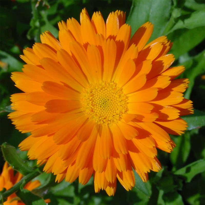 Turuncu Orange King Aynısafa Çiçeği Tohumu(40 tohum)