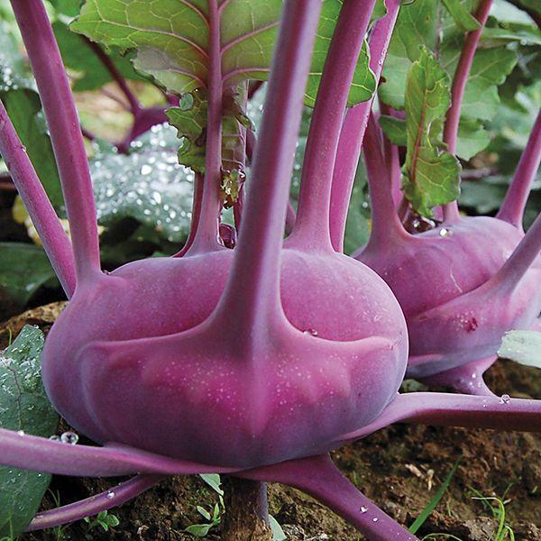 Doğal Mor Kohlrabi(Alabaş) Tohumu (20 Tohum)