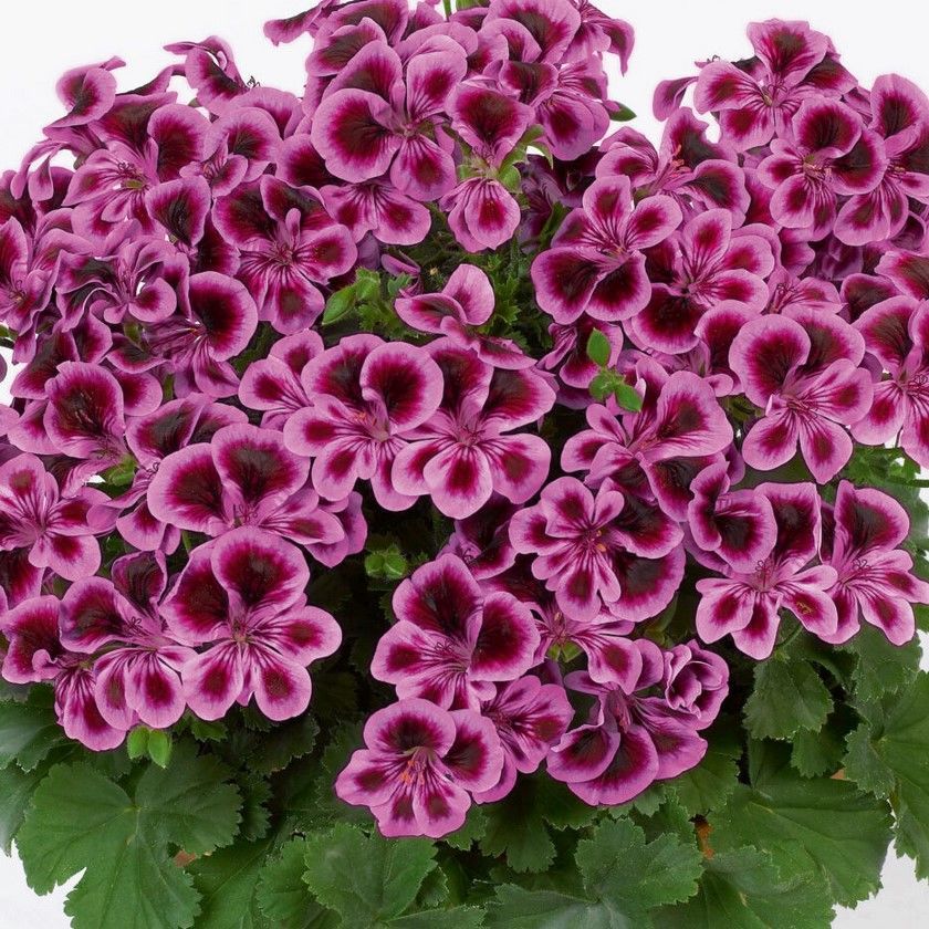 PAC Angeleyes Blueberry Sardunya Fidesi (1 adet)