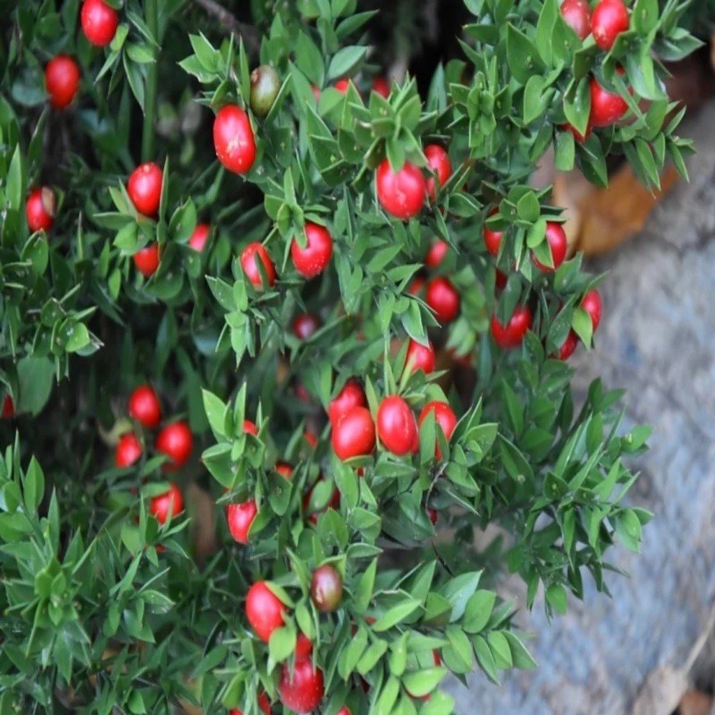 Kokina Tavşan Memesi Ruscus Aculeatus Tohumu (5 tohum)