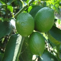 Tüplü Sulu Meksika Lime Limon Fidanı