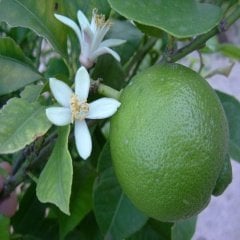 Tüplü Çekirdeksiz Tahiti Lime Limequat Fidanı