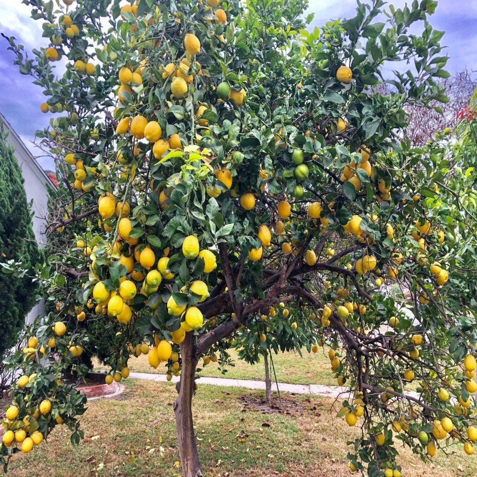 Tüplü Yediveren Limon Fidanı Meyve Verme Durumunda (120-170 cm )