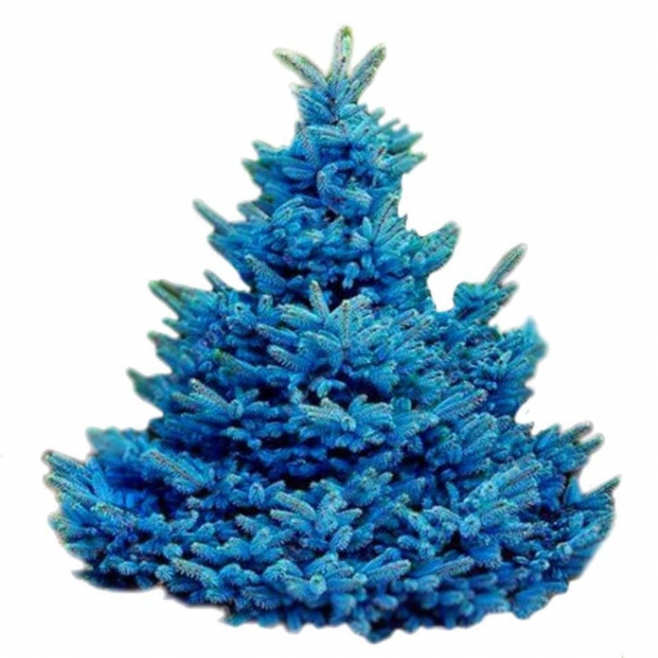 Mavi Ladin (Picea Pungens) Ağacı Tohumu -500 Adet