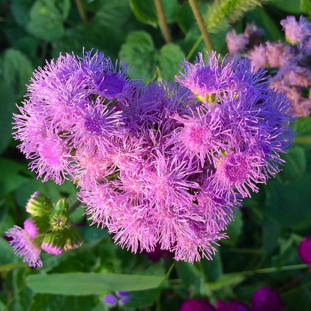 Pembe Çiçekli Vapur Dumanı Çiçeği Tohumu -50 Tohum