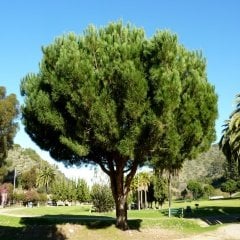 Tüplü Pinus Kızılçam Fidanı