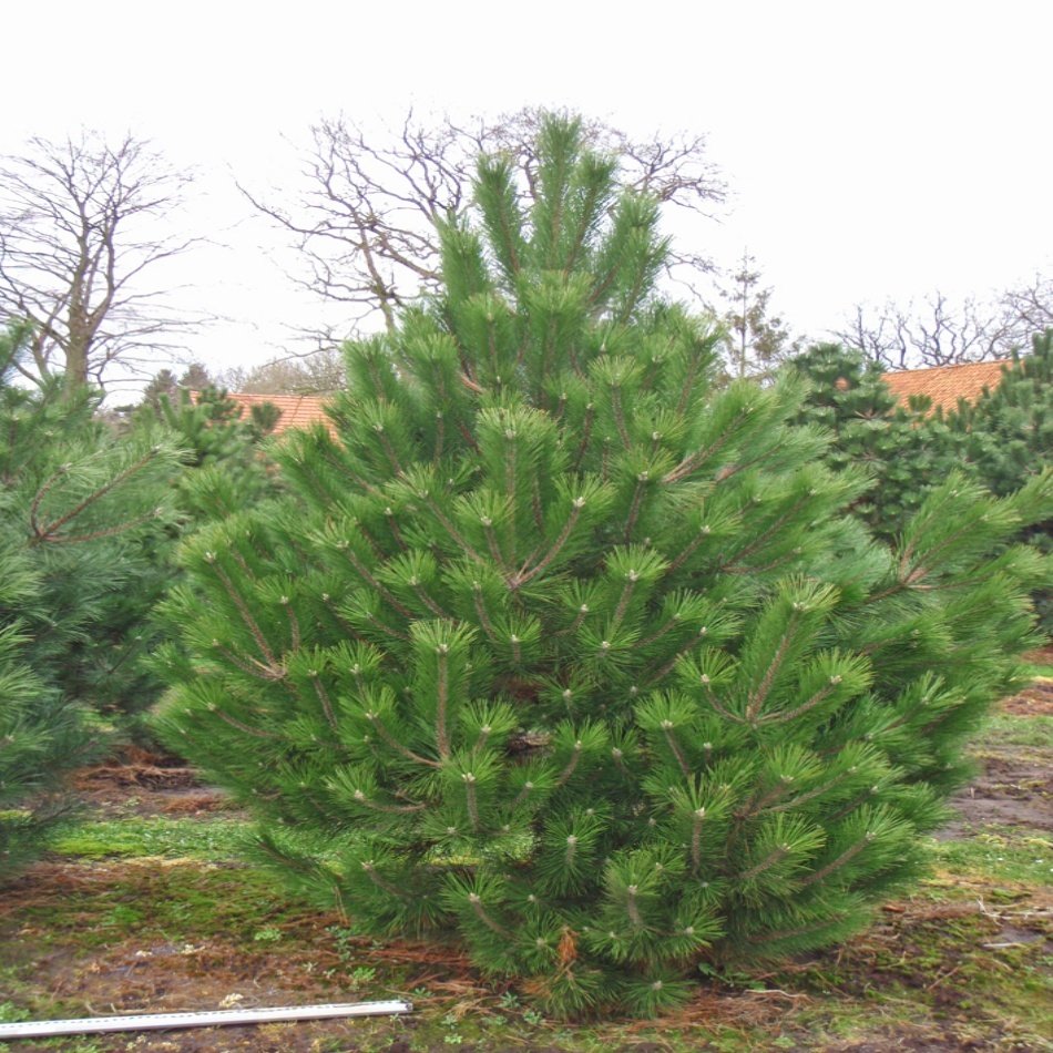 Tüplü Pinus Nigra Karaçam Fidanı (100-150 cm)