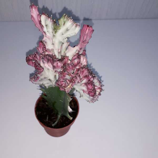 Euphorbia Lactea Variegata Cristata Kaktüs Özel Üretim Aşılı (8'lik saksı)