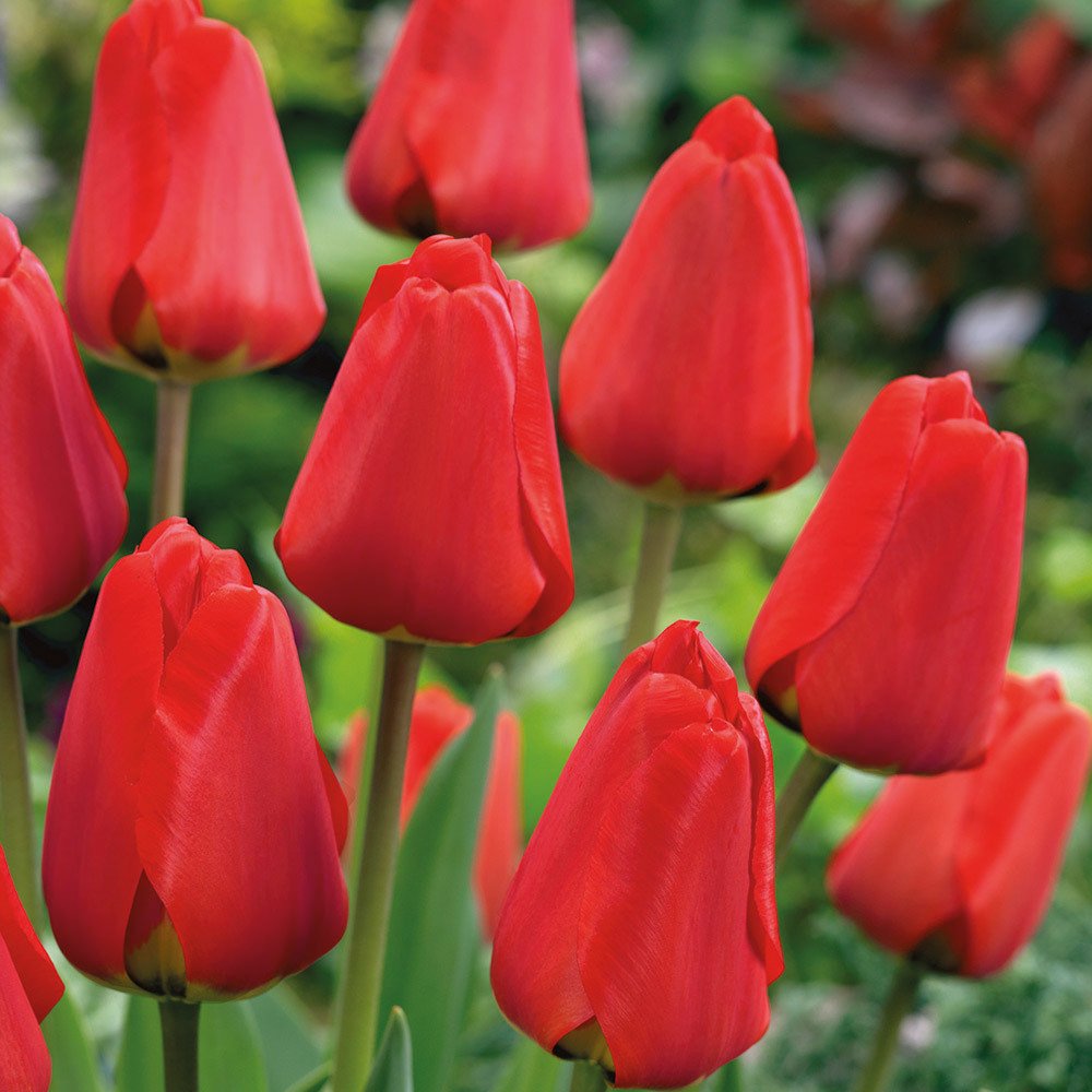 Büyük Çiçekli Red İlle de France Lale Soğanı (5 Soğan)