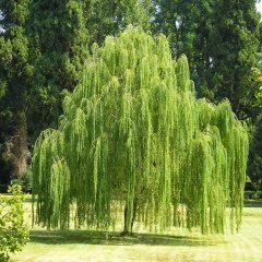 Tüplü Salkım Söğüt (Salix Babylonica) Fidanı (5 Adet)