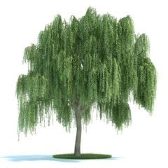 Tüplü Salkım Söğüt (Salix Babylonica) Fidanı (10 Adet)