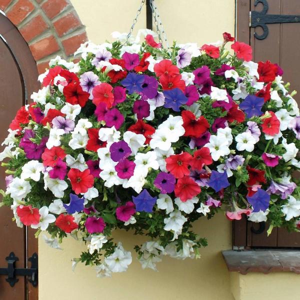 Sarkıcı Nana Compact Mixed Petunya (Petunia) Çiçeği Tohumu -100 Adet