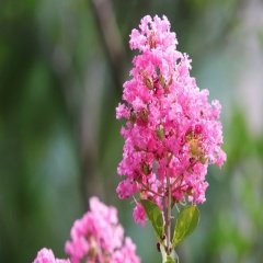 Pembe Çiçekli Erguvan Ağacı Tohumu -1000 Adet