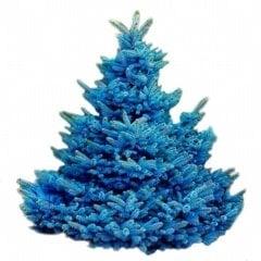 Mavi Ladin (Picea Pungens) Ağacı Tohumu -20 Adet