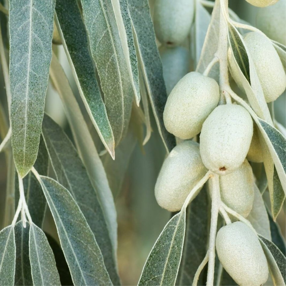 Tüplü İğde Fidanı (Eleagnus angustifolia)