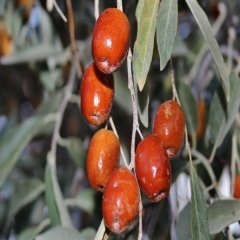 Tüplü İğde Fidanı (Eleagnus angustifolia)