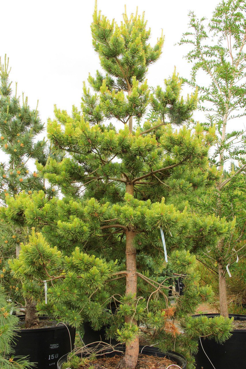 Sarı Çam (Pinus Sylvestris) Ağacı Tohumu -50 Adet