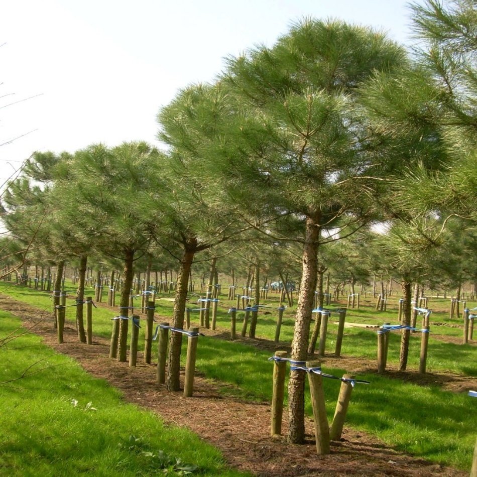 Fıstık Çamı (Pinus Pinea) Ağacı Tohumu -5 Adet
