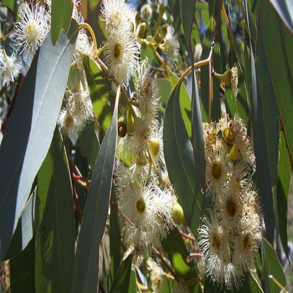 Okaliptüs ( Eucalyptus) Ağacı Tohumu -20 Adet
