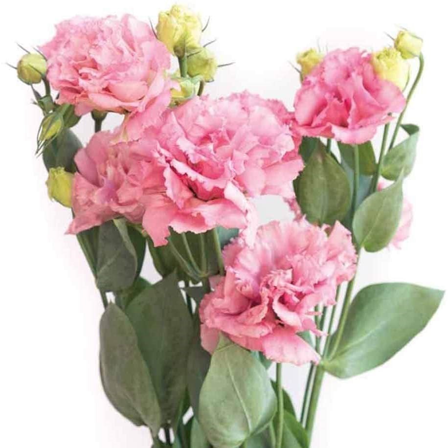 Katmerli Pembe Renk Lisianthus Çiçeği Tohumu Clear Pink (5 Adet)