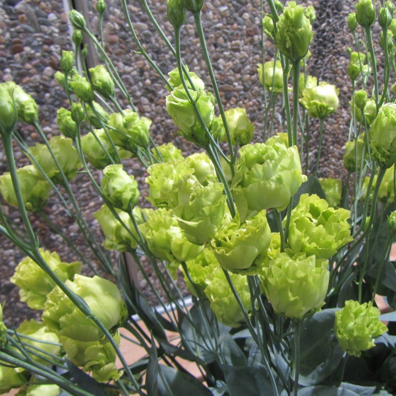 Katmerli Yeşil Renk Lisianthus Çiçeği Tohumu Green (5 Adet)