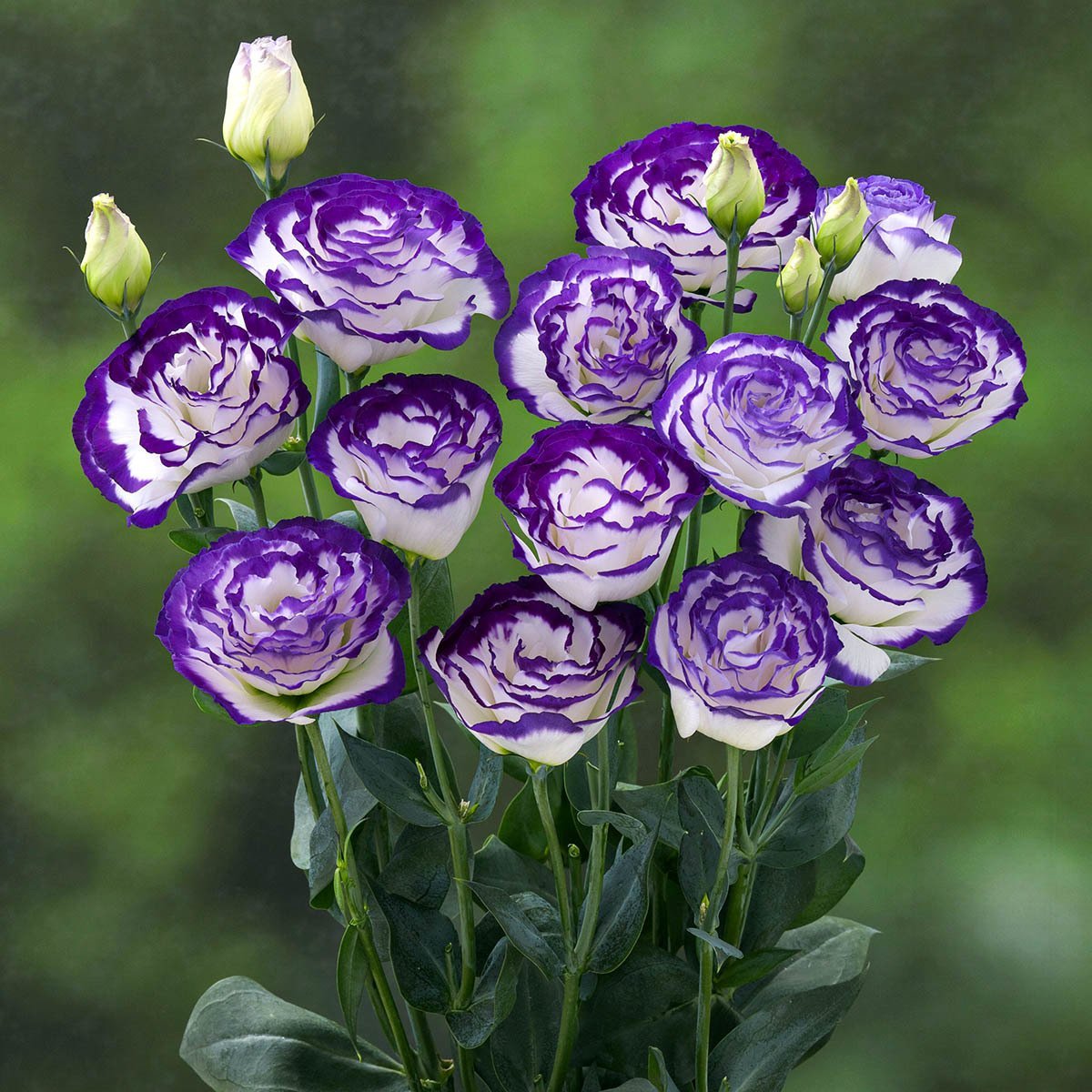 Katmerli Largo Mavi Renkli Lisianthus Çiçeği Tohumu (5 Adet)