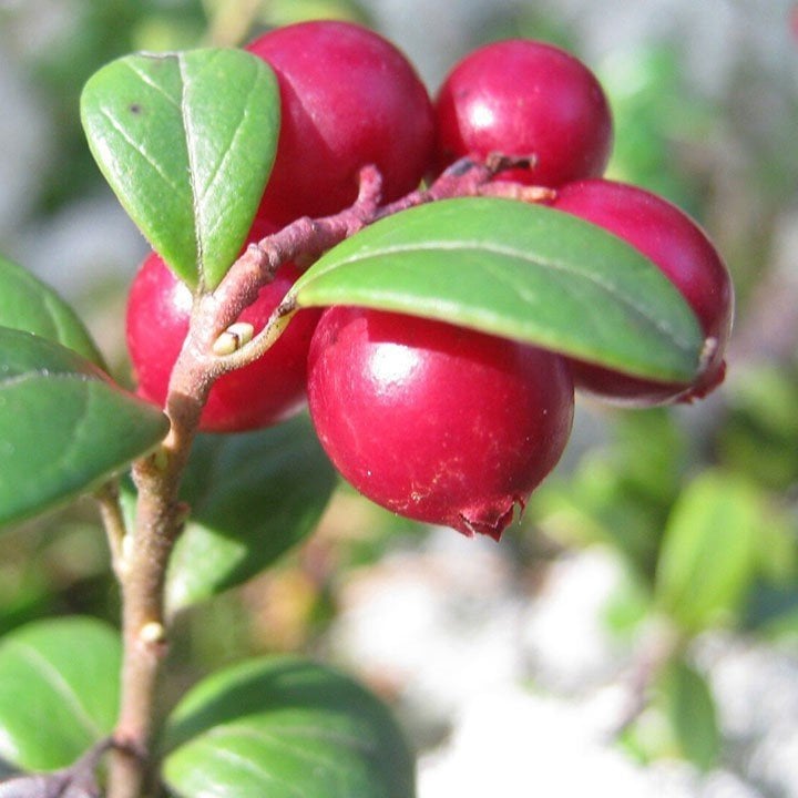 Tüplü Cranberry - Turna Yemişi Fidanı 10-20 Cm