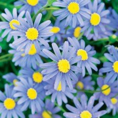 Felicia Amelloides Bodur Mavi Papatya Çiçeği Fidesi (5 adet)