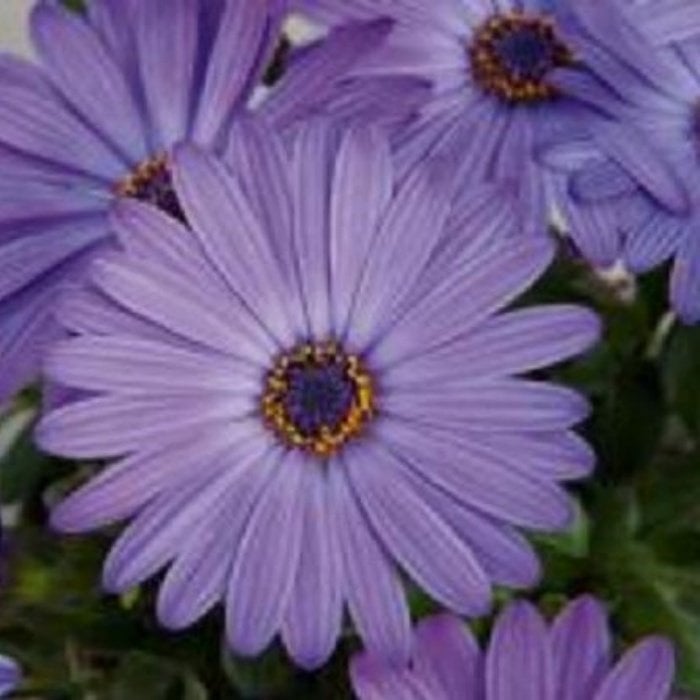 Erato Blue Bodrum Papatyası Çiçeği Fidesi (3 adet)