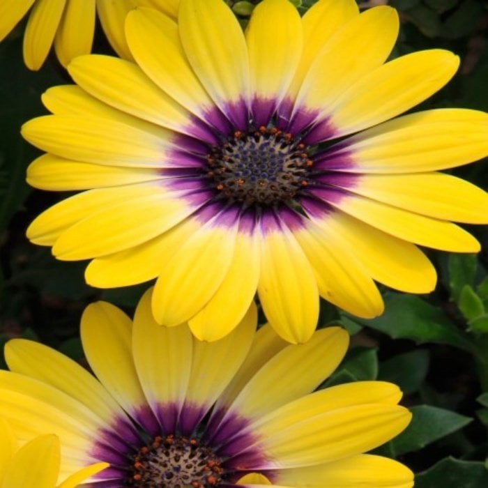 Erato Yellow Purple Eye Bodrum Papatyası Çiçeği Fidesi (3 adet)