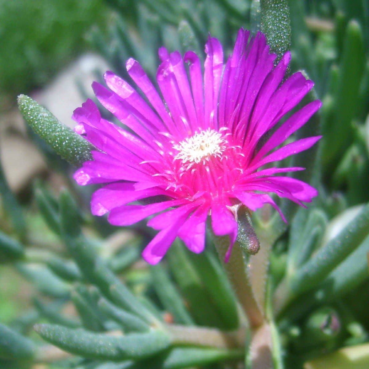 Delasporma Purple Mor Buz Çiçeği Fidesi (3 Adet)