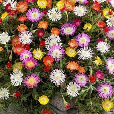 Delasporma Mix Colour Karışık Renk Buz Çiçeği Fidesi (10 Adet)