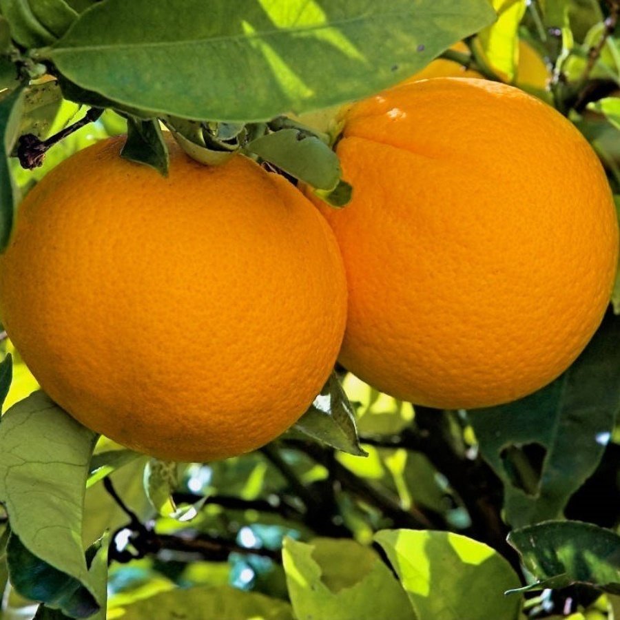 Tüplü Aşılı Rize Portakal Fidanı Meyve Verme Durumunda