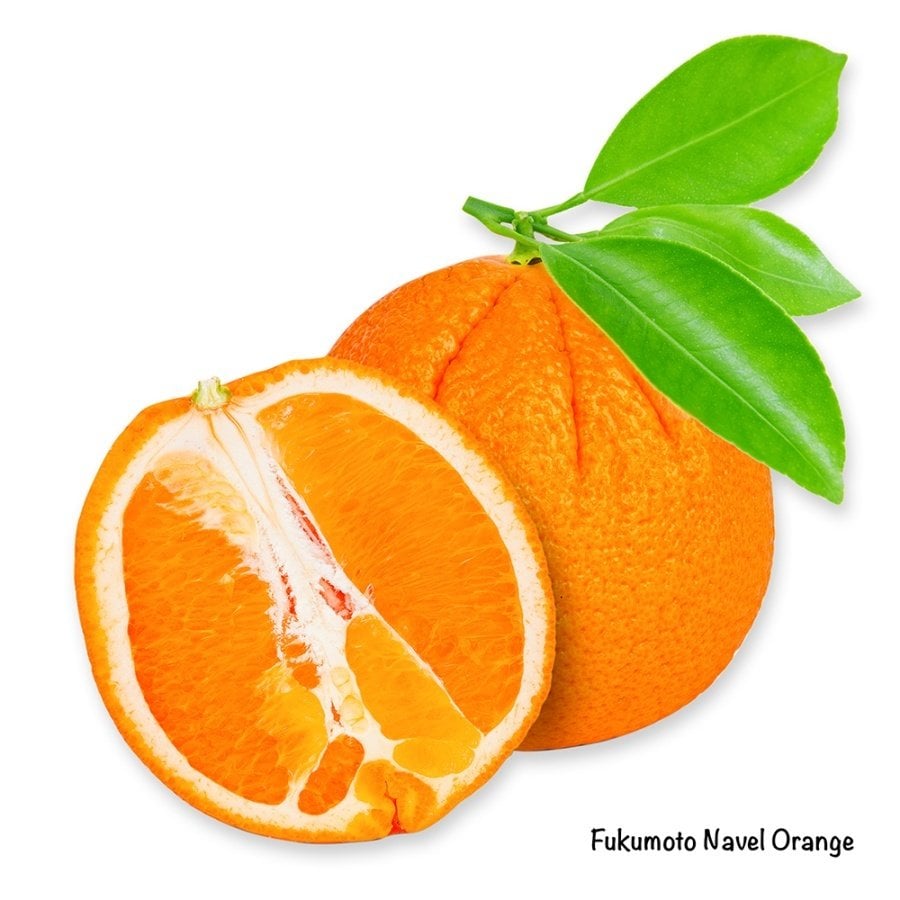 Tüplü Aşılı Soğuğa Dayanıklı Fukumoto Portakal Fidanı-Meyve Verme Durumunda